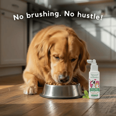 PAITEANGEL™ Dental Spray