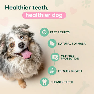 PAITEANGEL™ Dental Spray