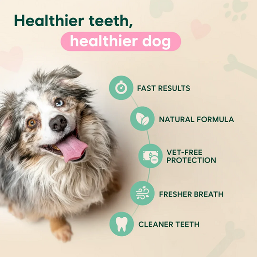 PAITEANGEL™ Dental Spray